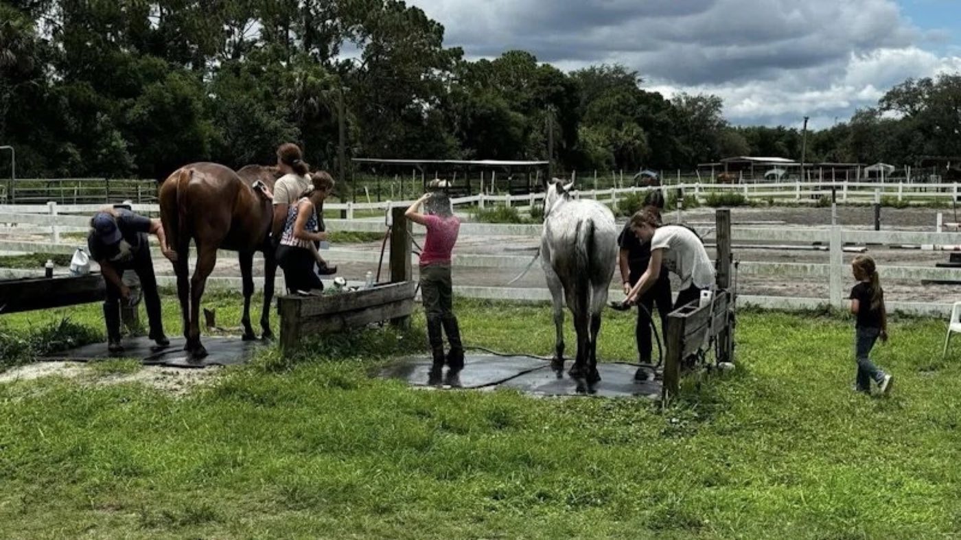 Volunteers washing horses at an outdoor stable
