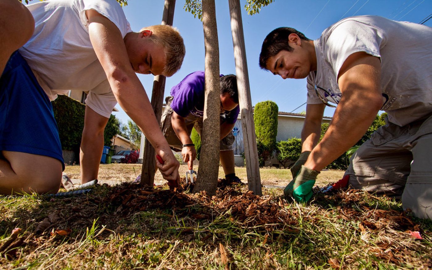 Three volunteers kneeling to plant a tree